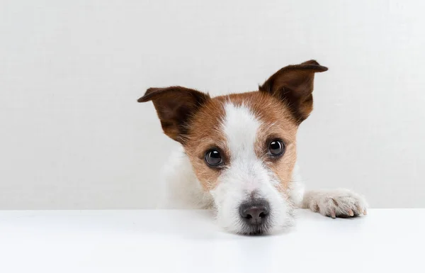 Der Hundekopf Auf Dem Tisch Süßer Jack Russell Terrier — Stockfoto