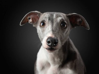  Siyah arka planda bir köpek. Stüdyoda komik bir balyoz var. Güzel ışık