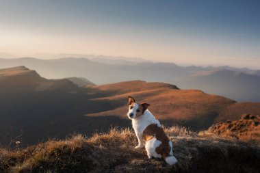 Dağlardaki köpek. Gün batımında kayaların arkasındaki küçük Jack Russell Terrier. İtalyan manzarası. Evcil bir hayvanla yürüyüş.