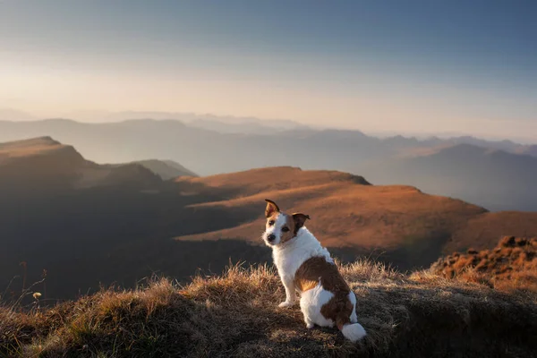 Cane Montagna Piccolo Jack Russell Terrier Sullo Sfondo Rocce Tramonto — Foto Stock