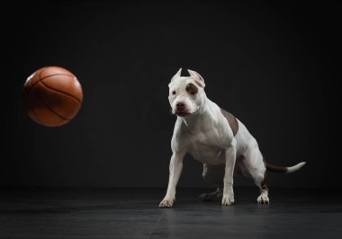 Amerikan pitbull teriyeri topu yakalıyor. Stüdyoda aktif bir köpek var. 