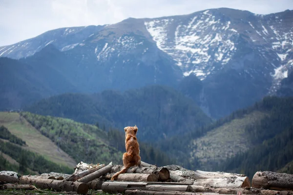 travel, hiking with a dog. Nova Scotia Duck Tolling Retriever in the mountains, pet on a landscape