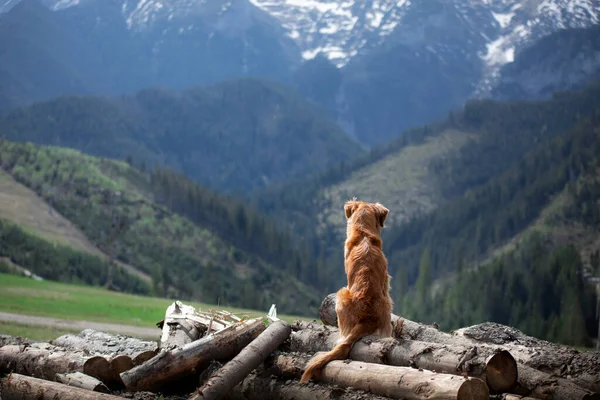 Utazás Kirándulás Egy Kutyával Skócia Kacsa Tolling Retriever Hegyekben Kisállat — Stock Fotó