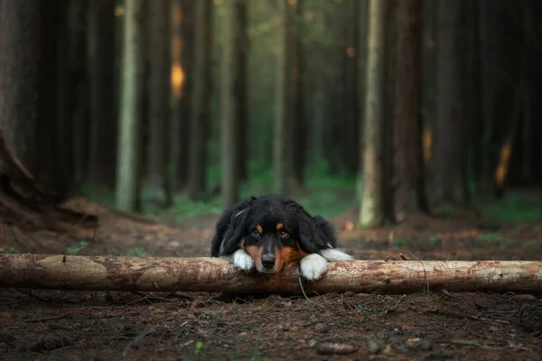 Perro Puso Sus Patas Cabeza Sobre Árbol Bosque Pastor Australiano — Foto de Stock