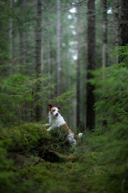 Yeşil ormandaki köpek. Jack Russell Terrier ağaçların arasında doğada. Baharda bir evcil hayvanla yürü