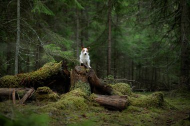 Yeşil ormandaki köpek. Jack Russell Terrier ağaçların arasında doğada. Baharda bir evcil hayvanla yürü
