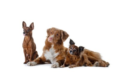 Üç kırmızı köpek, büyük ve küçük birlikte. Nova Scotia Duck Tolling Retriever, Rus Oyuncak Teriyeri. Beyaz arkaplanda evcil hayvan