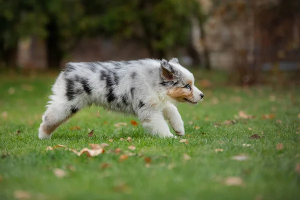 Pastor Australiano Cachorro Corre Jugadas Mascotas Perro Patio Hierba Verde — Foto de Stock