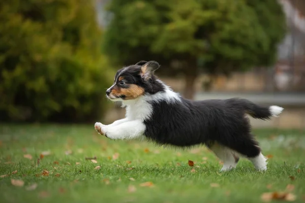 Filhote Cachorro Pastor Australiano Correr Brinca Com Animais Cão Quintal — Fotografia de Stock