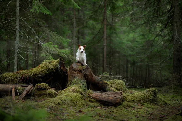 Chien Dans Forêt Verte Jack Russell Terrier Dans Nature Milieu — Photo