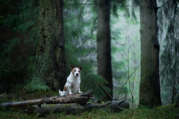 Pes Zeleném Lese Jack Russell Terrier Přírodě Mezi Stromy Procházka — Stock fotografie