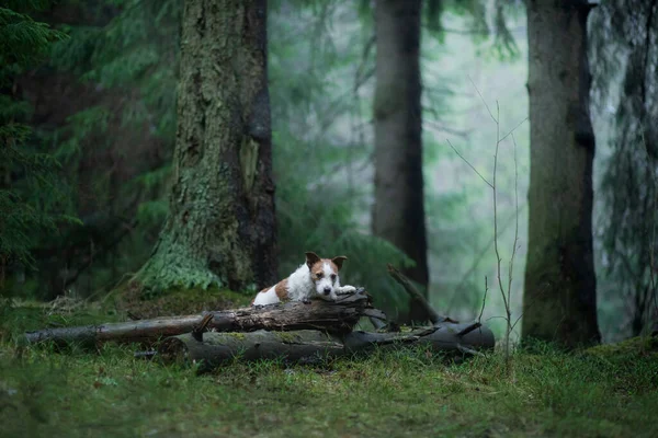 Σκύλος Στο Πράσινο Δάσος Τζακ Ράσελ Τεριέ Στη Φύση Ανάμεσα — Φωτογραφία Αρχείου