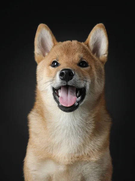 Three Month Old Shiba Inu Puppy Dog Open Mouth Black — Stock Photo, Image