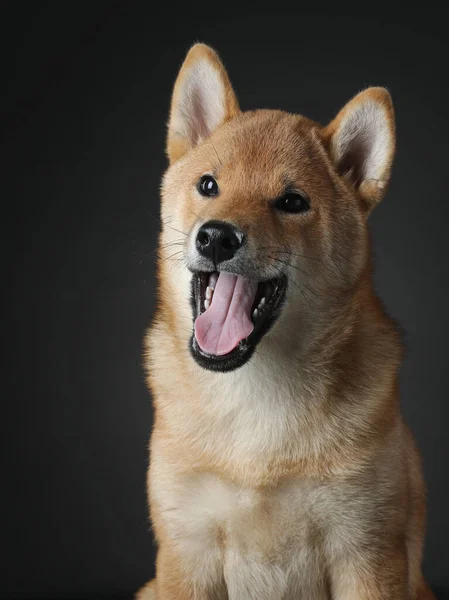 Drei Monate Alter Shiba Inu Welpe Hund Gähnt Auf Schwarzem — Stockfoto