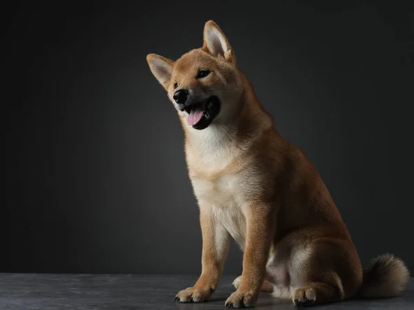 Hónapos Shiba Inu Kiskutya Portré Kutya Fekete Háttérrel Kisállat Stúdióban — Stock Fotó