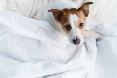 Beyaz çarşafların üzerinde yatakta bir köpek. Hayvan dinleniyor, dinleniyor. Komik Jack Russell Terrier evde.