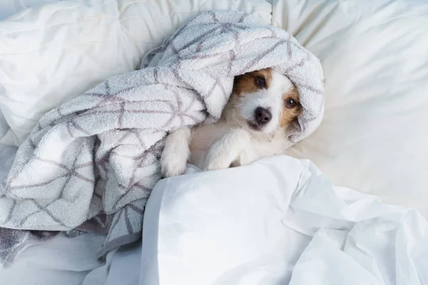 Собака Ліжку Білій Постільній Білизні Тварина Розслабляється Відпочиває Смішний Джек — стокове фото