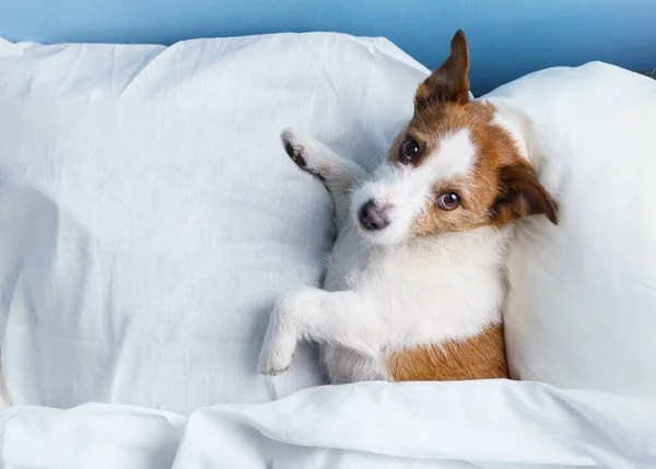 Dog in bed on white linens. The pet is relaxing, resting. funny Jack russell terrier at home