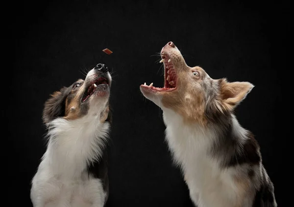 Dois Cães Apanham Pedaço Comida Collie Engraçado Ângulo Largo Pet — Fotografia de Stock