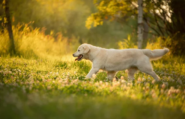 Cão Está Brincar Parque Golden Retriever Corre Relva Pet Para — Fotografia de Stock