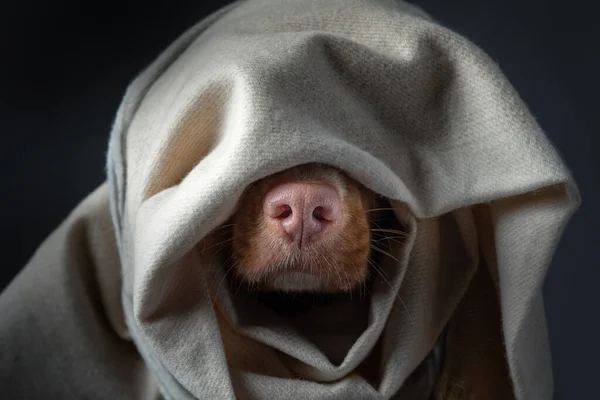 Nariz Cão Rosa Com Tecido Animal Escondeu Pano Quente Nova — Fotografia de Stock