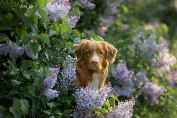 Cão Flores Arbustos Lilás Retrato Pato Nova Escócia Tolling Retriever — Fotografia de Stock