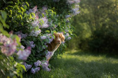Çiçekli köpek, leylak çalıları. Nova Scotia Duck Toller 'ın portresi. Baharda evcil hayvan