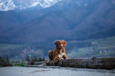 Bir köpekle yürüyüş. Nova Scotia Duck Tolling Retriever dağlarda. bir manzaradaki evcil hayvan