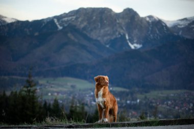 Bir köpekle yürüyüş. Nova Scotia Duck Tolling Retriever dağlarda. bir manzaradaki evcil hayvan