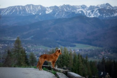 Bir köpekle yürüyüş. Nova Scotia Duck Tolling Retriever dağlarda. bir manzaradaki evcil hayvan