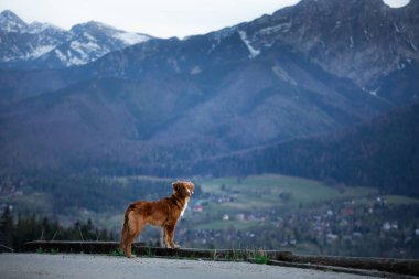 Bir köpekle yürüyüş. Nova Scotia Duck Tolling Retriever dağlarda. bir manzaradaki evcil hayvan