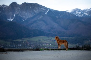 Bir köpekle yürüyüş. Nova Scotia Duck Tolling Retriever dağlarda. bir manzaradaki evcil hayvan