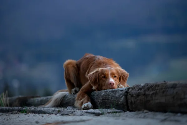 和狗一起远足新斯科舍省的鸭托林回收在山上 在风景上的宠物 — 图库照片