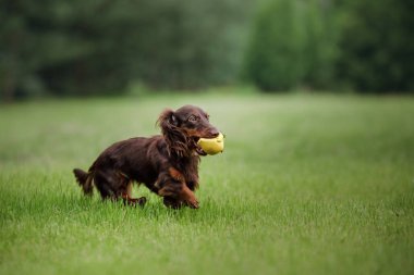 Köpek parkta doğa üzerinde koşar. Çikolatalı Dachshund köpeği. Evcil hayvan.