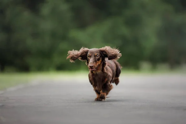 공원에서 자연스럽게 움직인다 초콜릿 강아지 산책을 — 스톡 사진