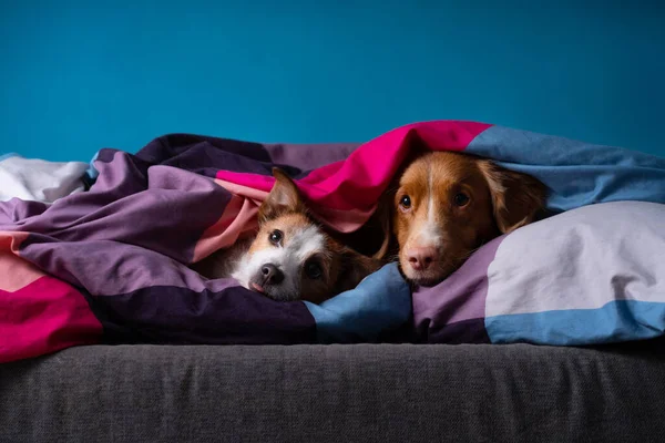 Zwei Hunde Bett Auf Farbiger Bettwäsche Das Haustier Ist Entspannend — Stockfoto