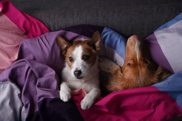 two dogs in bed on colored linens. The pet is relaxing, resting. Jack Russell Terrier and Nova Scotia Duck Tolling Retriever