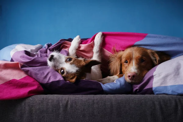 Zwei Hunde Bett Auf Farbiger Bettwäsche Das Haustier Ist Entspannend — Stockfoto