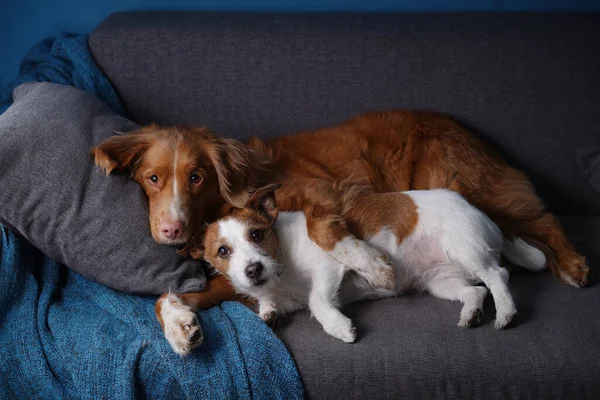 Dois Cães Cama Lençóis Coloridos Animal Estimação Está Relaxando Descansando — Fotografia de Stock