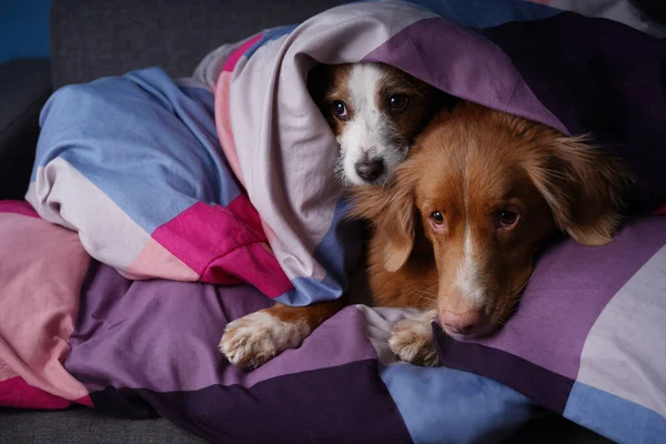Renkli Çarşafların Üzerinde Yatakta Iki Köpek Hayvan Dinleniyor Dinleniyor Jack — Stok fotoğraf