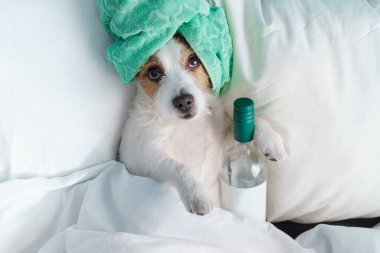 Köpek bir şişe şarapla yataktadır. Evde kal. Kafasında havlu olan komik Jack Russell Terrier.