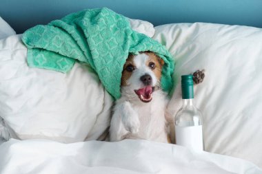 Köpek bir şişe şarapla yataktadır. Evde kal. Kafasında havlu olan komik Jack Russell Terrier.
