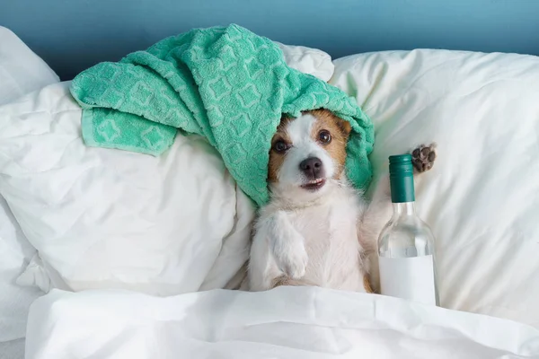 the dog is in bed with a bottle of wine. Stay at home. Funny jack russell terrier with a towel on his head