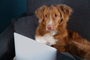 Büyük kahverengi bir köpek dizüstü bilgisayara bakar. Nova Scotia Duck Tolling Retriever. Evde çalış, izolasyon, kaydet