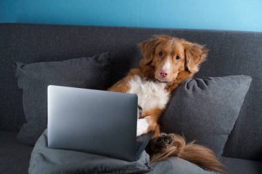 Kanepede uzanmış büyük kahverengi bir köpek. Nova Scotia Duck Tolling Retriever ve dizüstü bilgisayarı. Evde çalış, yalıtım yap, kaydet