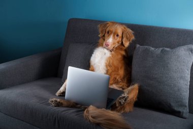 Kanepede oturan bir köpek. Nova Scotia Duck Tolling Retriever ve dizüstü bilgisayarı. Evde çalış, izolasyon, kaydet