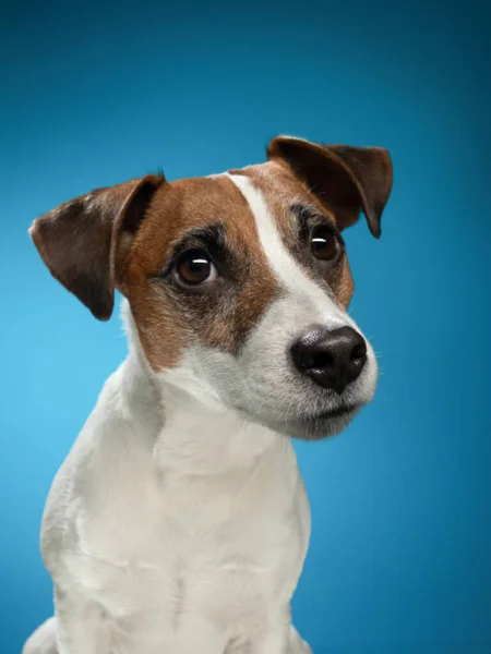 Perro Rojo Blanco Mirando Cámara Encantador Jack Russell Terrier Sobre —  Fotos de Stock