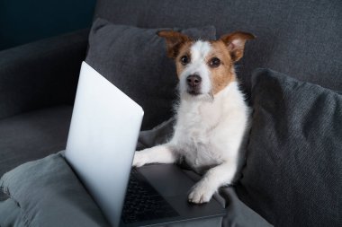 Kanepede oturan bir köpek. Jack Russell Terrier ve dizüstü bilgisayarı. Evde çalış, izolasyon, kaydet