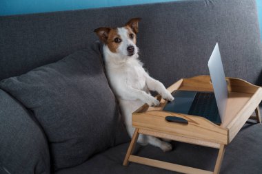 Kanepede oturan bir köpek. Jack Russell Terrier ve dizüstü bilgisayarı. Evde çalış, izolasyon, kaydet