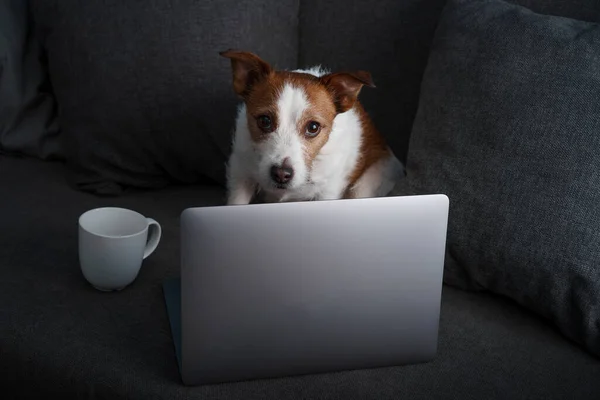 Dog Sitting Couch Jack Russell Terrier Laptop Work Home Isolation — Stock Photo, Image